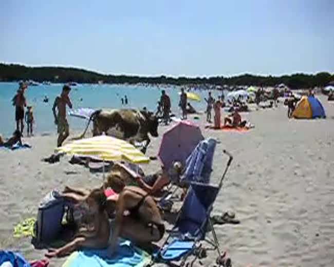 A cow goes to the beach