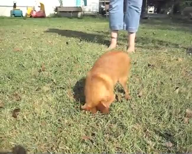 Chihuahua sneezes