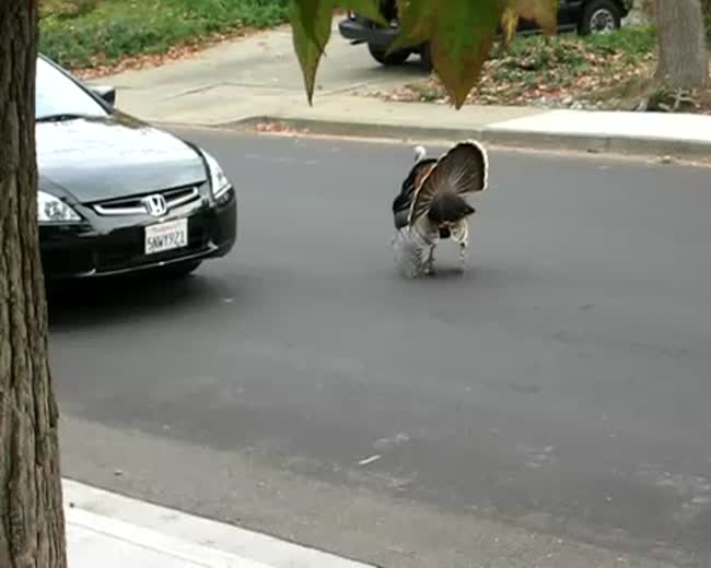This Turkey Just Got Fed Up With Thanksgiving