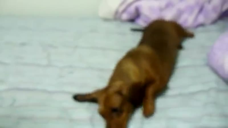 Dachshund dog does tricks