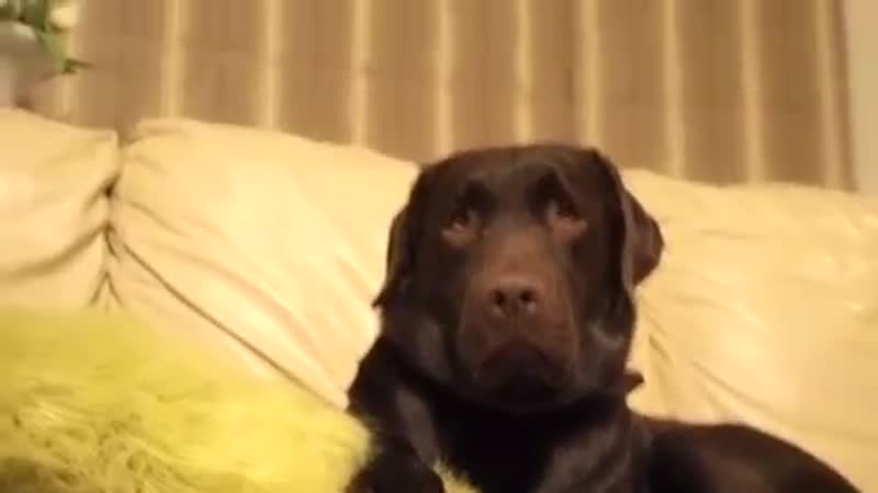 Dog tricks - Facial expressions