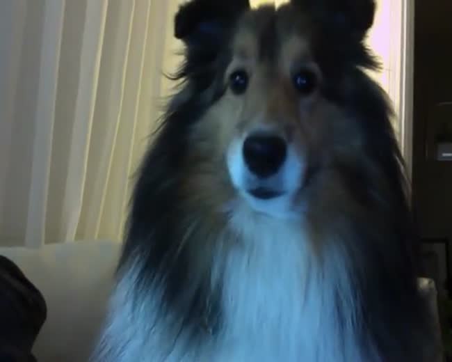 Dog hates the video camera