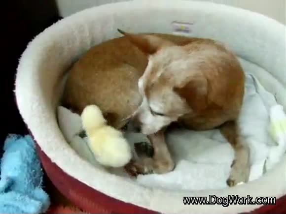 Cute Dog and Chick Playing