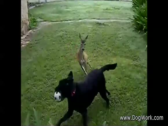 The Dog and Deer Playing