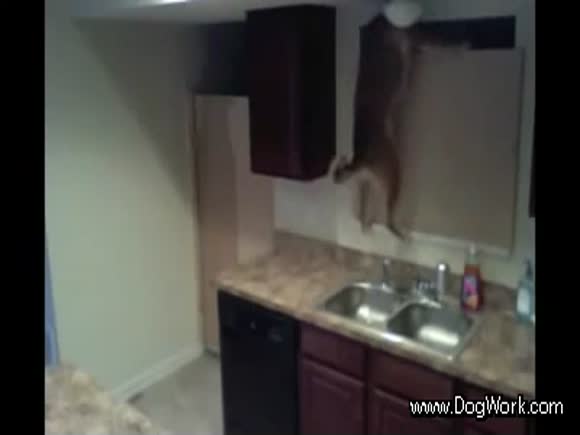 Dog Escapes from Kitchen!