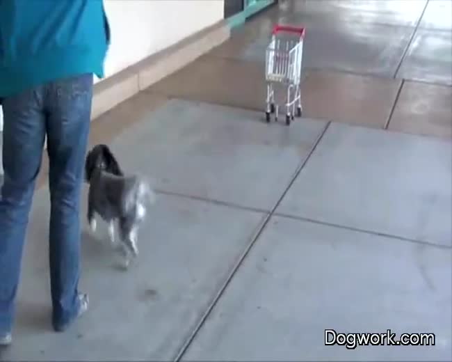 Dog Goes Shopping!
