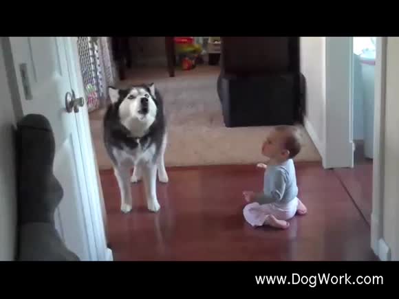 Husky Imitates Baby