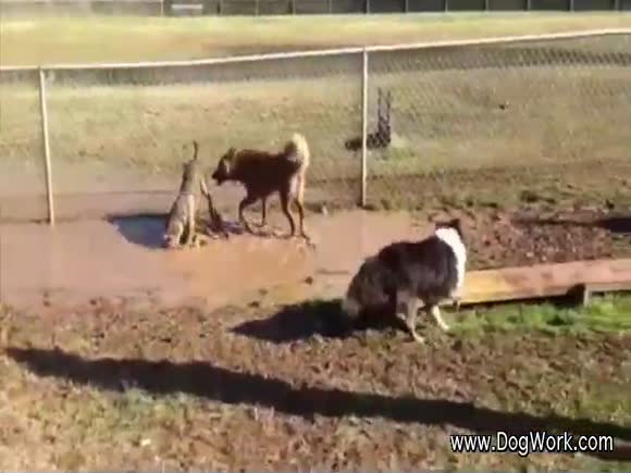 Mud Running with the Dogs