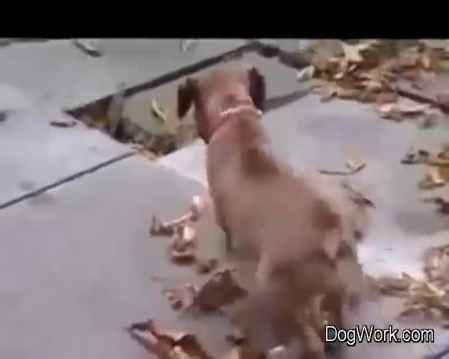 An Autumn Dog Day Afternoon