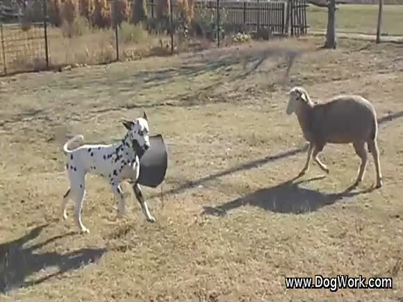 A Dalmatian and Sheep Playing
