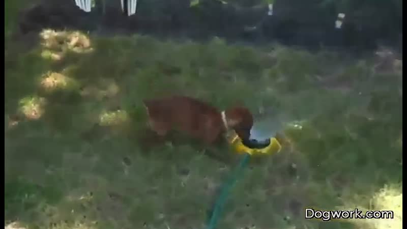 Dog Vs Sprinkler