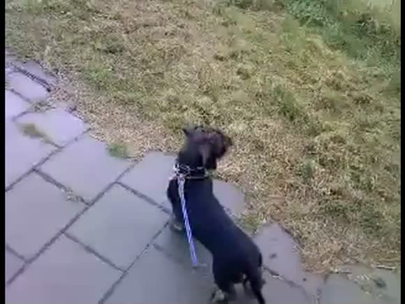 Doggy Goes Moo