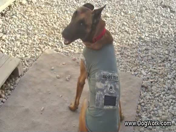 Our Armed Service Dogs - A Tribute