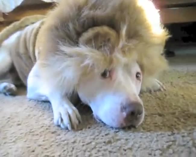 I'm Not A Lion!