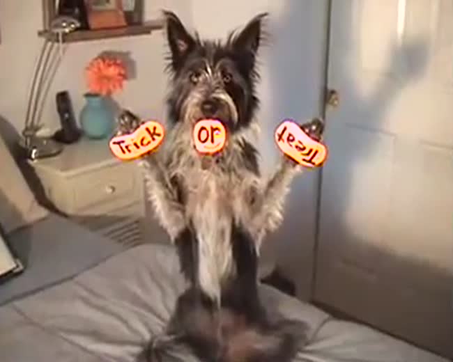 Halloween dogs - Trick or treat dog