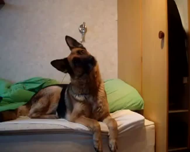 Dog's Reaction To Wolf Howling Sound