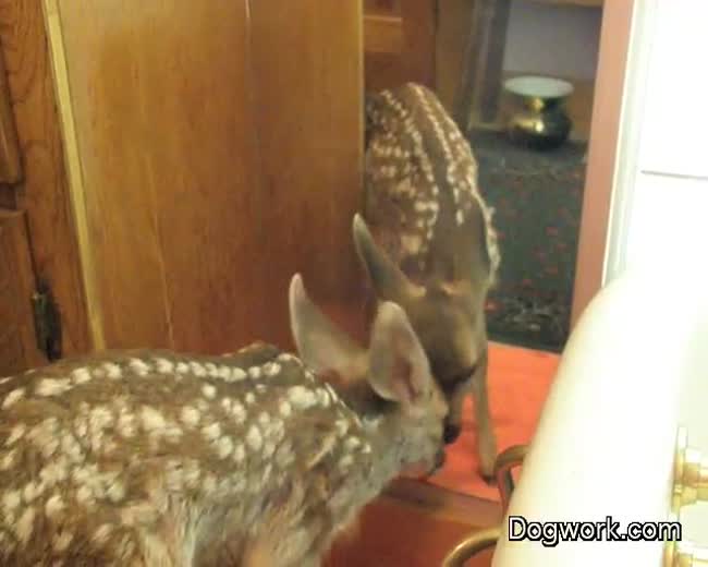 Orphan Fawn Looking in the Mirror