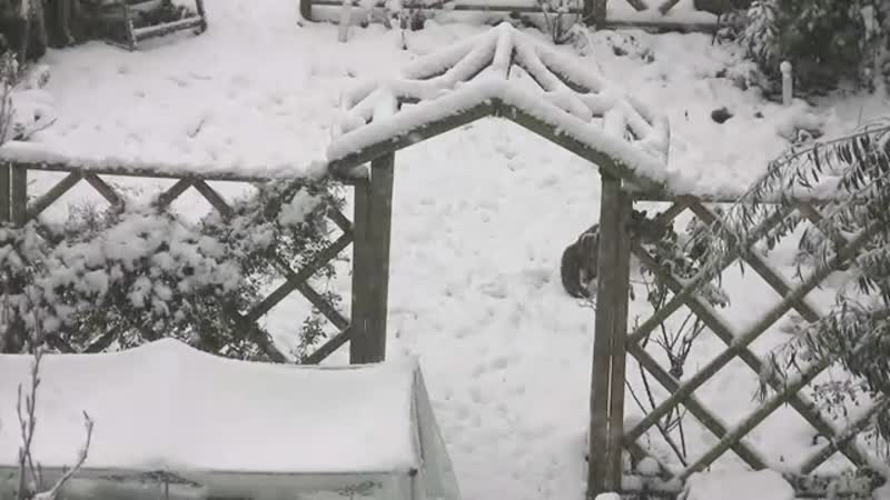 Beautiful nature - Foxes come to my yard