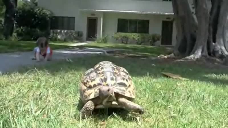 My turtle is my best friend