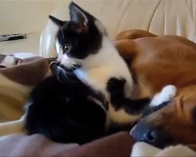 Dog and cat love