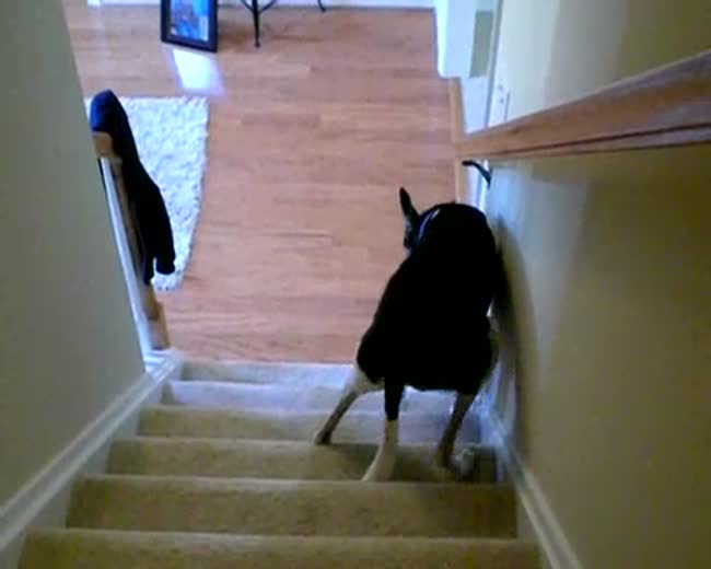 Greyhound goes up the stairs Backwards!
