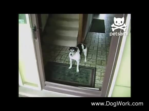 A dog Wary of a Glass Door