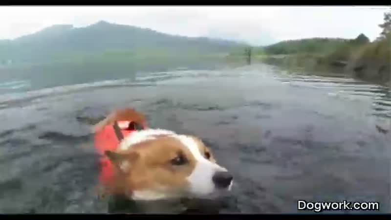 Corgi Dog Swimming Lessons