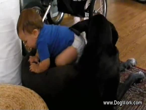 A Great Dane Wrestles with  Baby
