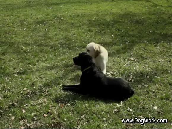 Guide Dogs Become a Part of Us