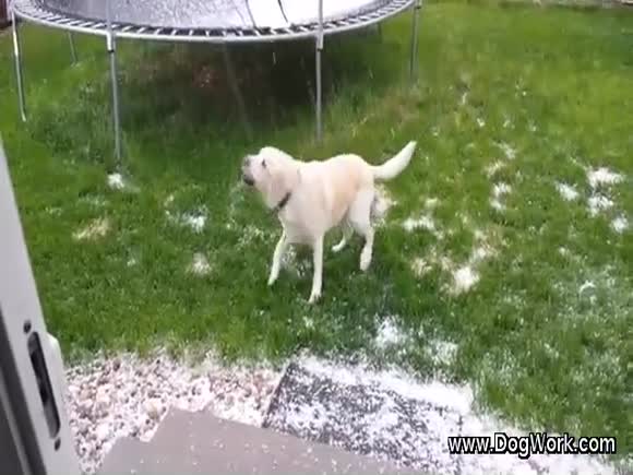 Dog Trying to Catch Hailstones