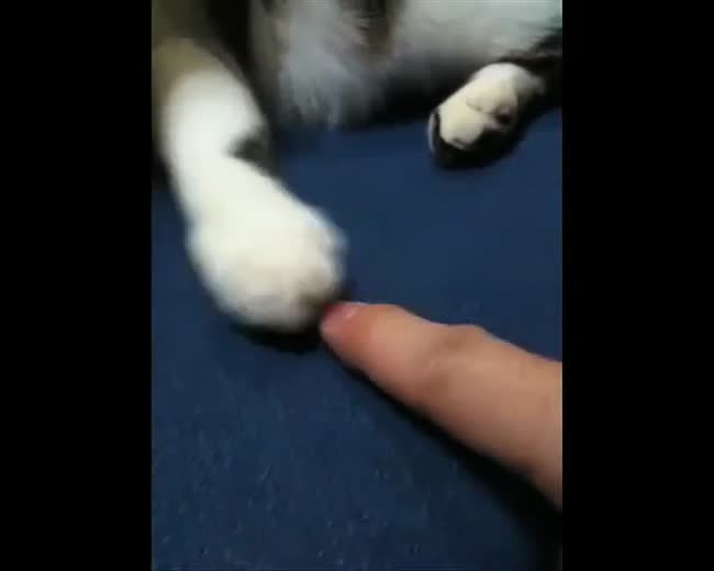A Paw and a Hand  Communicating with pets