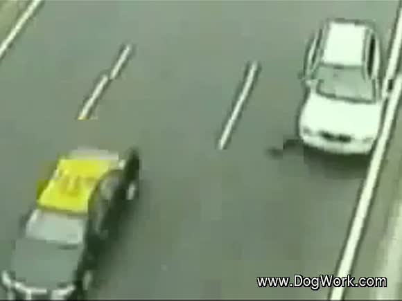 Hero Dog Saves Wounded Friend