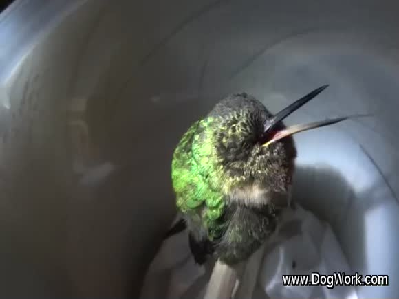 A Hummingbird Snores