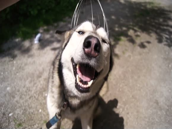 Husky Loves Head Massager