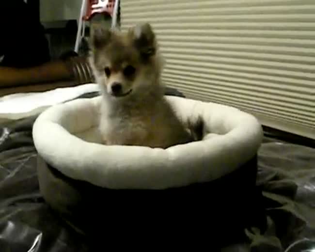 Dog reacting to a wolf howling