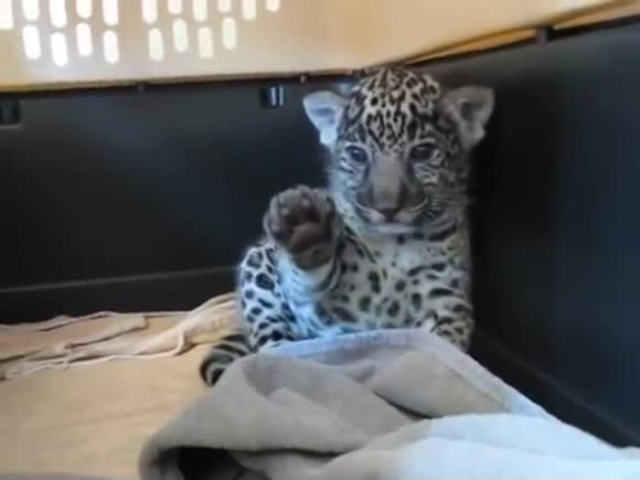 Jaguar Cub Waves His Paw