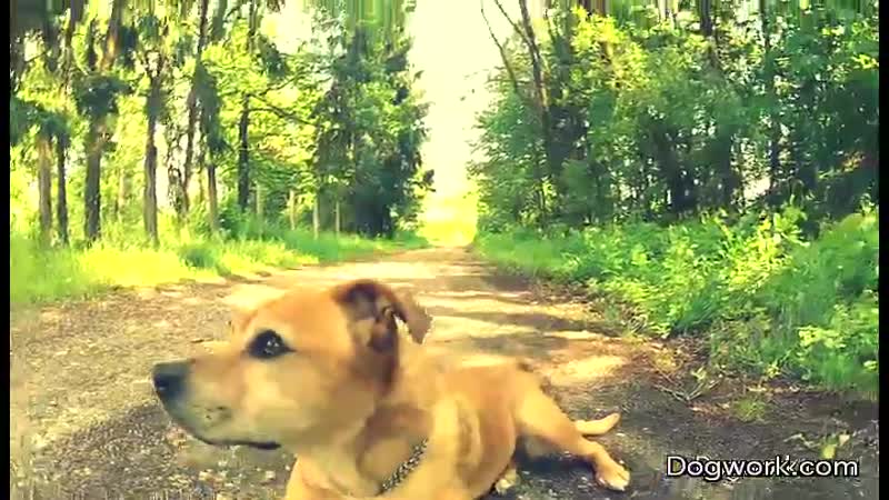 Trippy Dog Time