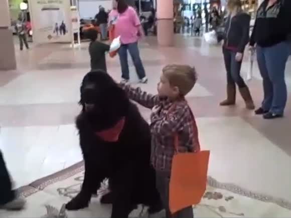 Pets and children