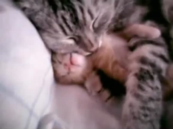 Cat mom hugs baby kitten