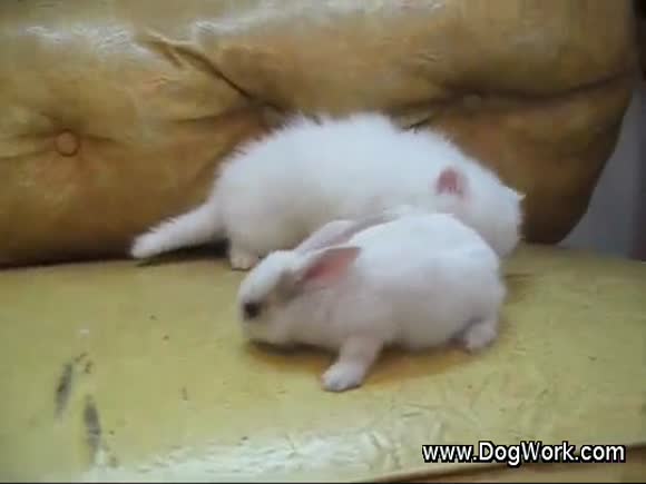 White Kitten vs. White Bunny