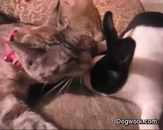 Kitty cat loves his bunny