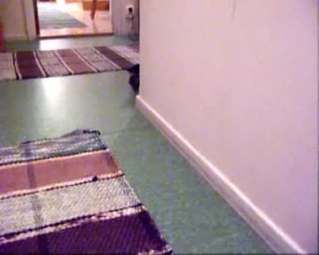 Kitty cat loves to play