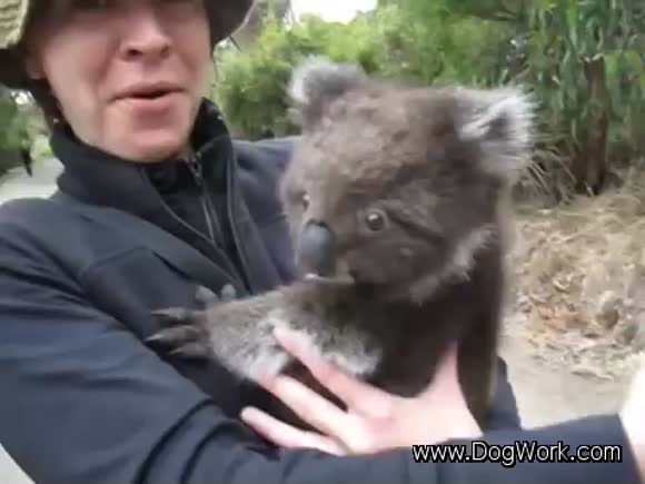 Koala Just Wants a Hug