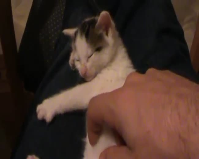 Just a Cute Kitten