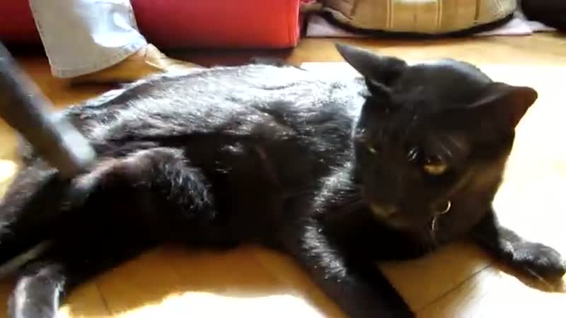 Cat Likes to be Vacuumed