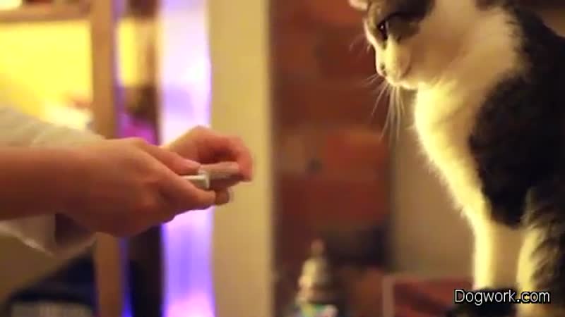 Cat Vs. Measuring Tape