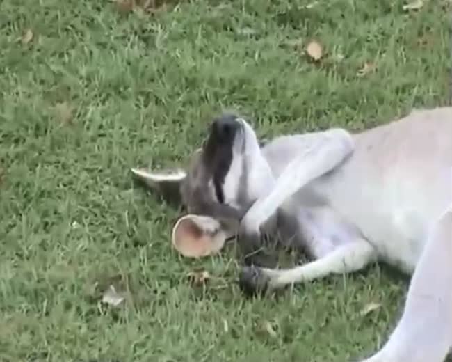 Meanwhile at the kangaroo animal sanctuary