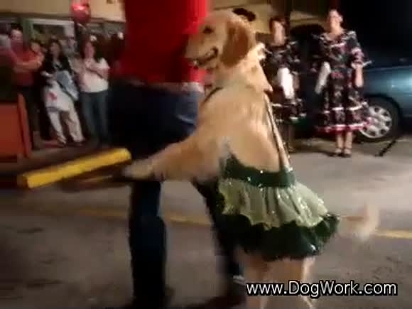 Latin Dance of the Dogs