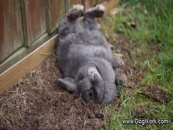 Maxi is a Lazy Bunny