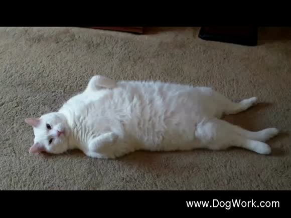 Very Lazy Cat